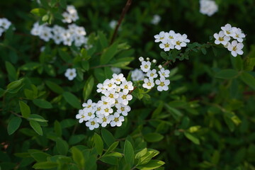 small white flowers blossoming on garden bush during spring. seasonal plants and nature background 