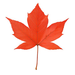 A vibrant red maple leaf showcasing its unique shape and texture against a white isolated background, perfect for use in nature-themed designs and autumn-related projects.