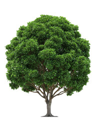 Fototapeta premium Isolated large green tree with exposed roots