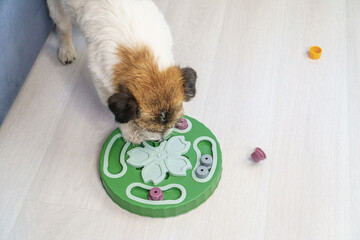 Dog looking for treats in Interactive educational toy feeder for dogs and cats. Intellectual game for dogs. and training of nose work with pet. brain game training for dogs