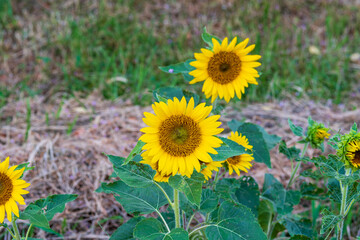 緑の中に咲く鮮やかなヒマワリの花