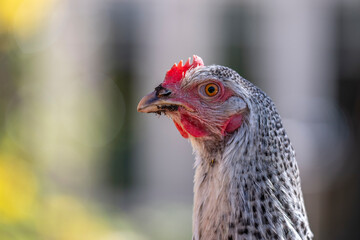 Close-up of a speckled black-and-white Barred Rock chicken
