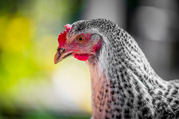 Close-up of a speckled black-and-white Barred Rock chicken