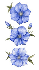Watercolor Floral Arrangement Illustration Of Blue Flowers On Black Background