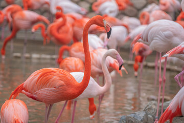 日本の神戸王子動物園のフラミンゴ