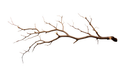 Fototapeta premium dead twig or branch isolated on white or transparent png