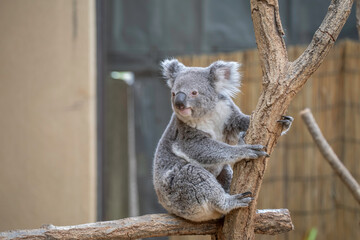日本の神戸王子動物園のコアラ