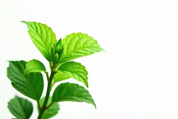 Fototapeta premium Lush green plant isolated on white background, with delicate leaves and stems, flower, foliage, botanical