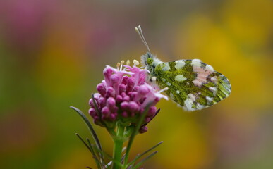 Anthocharis gruneri 1385