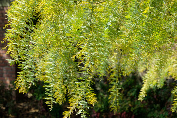 ミモザの若葉とつぼみ