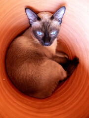 Cat Sleeping in Terracotta Pot