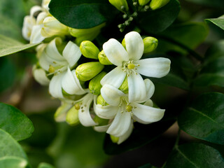 Pure White Orange Jessamine Blooms