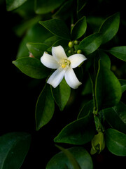 Single Orange Jessamine Bloom in Darkness, Revealing Stamen and Bud