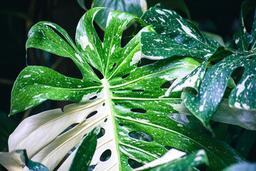 Full grown Monstera Thai constellation plant with variegated leaf © Worawith