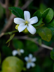 Pure White Orange Jessamine Blossom