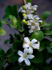 Orange Jessamine in Full Bloom