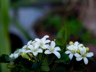 Orange Jessamine Bloom Under Shadow