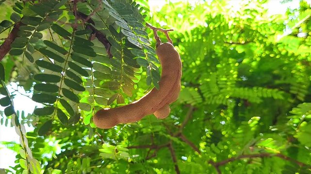 fresh tamarind on tamarind tree in garden. close up
