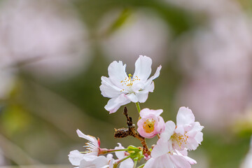 春風に揺れる桜の花