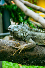 Iguana