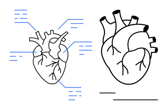 Human heart diagram with anatomical labels and vascular system, outlining structure. Ideal for healthcare, education, anatomy, cardiology, medical training, biology, flat simple metaphor