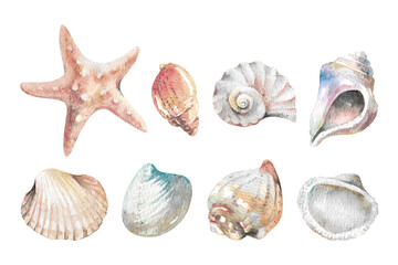 Set of seashells and starfish hand drawn watercolor illustration isolated on white background. Nautical collection of underwater creatures, mollusks, nautilus, scallop elements for marine designs