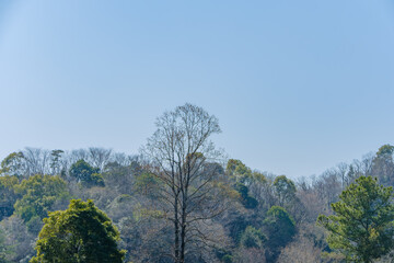 Obraz premium 冬の林と一本の木