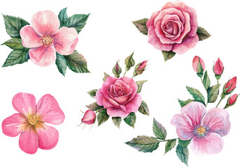 Pink Rose in Watercolor Style – Botanical Floral Element