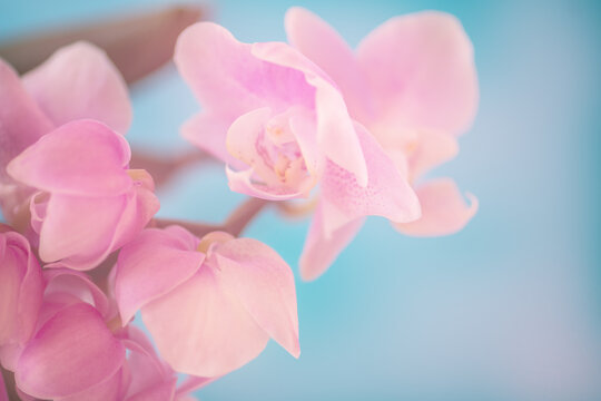 Orchidee Orchideenblüten pink romantisch makro zart Platz für Text