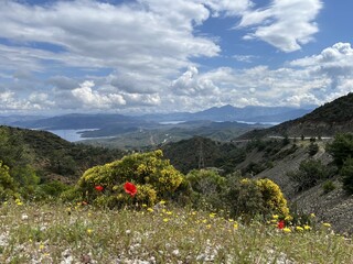 Blossom flowers on the coast of the  Mediterranean sea