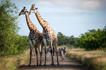 Giraffe due pause to browse while strolling down the road followed by a herd of Burchell's zebra.