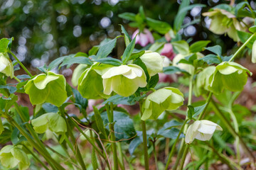 初春に咲くクリスマスローズ