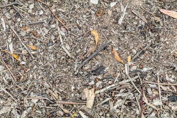 Forest floor background with dry leaves and bark pieces