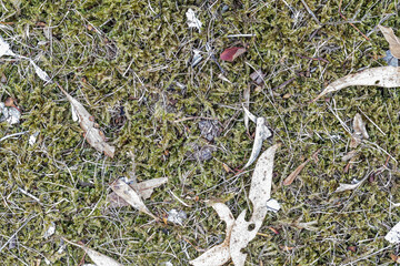 Forest floor with dry sticks and mottled leaf patterns