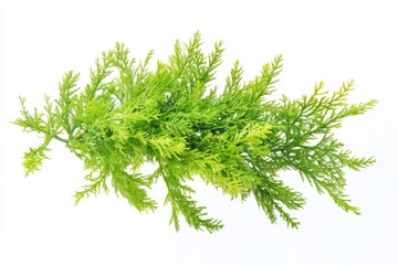 Fototapeta premium Lush green cedar sprig vibrant nature isolated on white background perfect for design bright and