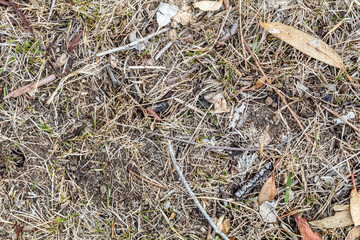 Mossy and leafy ground cover from native forest