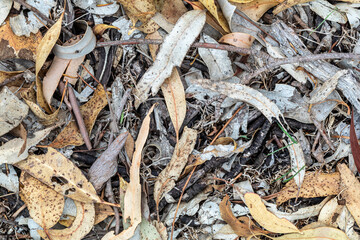 High detail forest ground with organic texture and depth