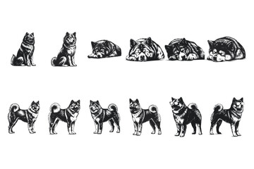 Fototapeta premium Akita dog