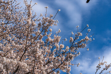 満開の桜と青空の春風景