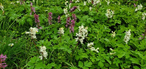 Wiese mit Lerchensporn