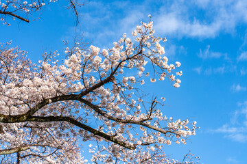満開の桜と青空の春風景