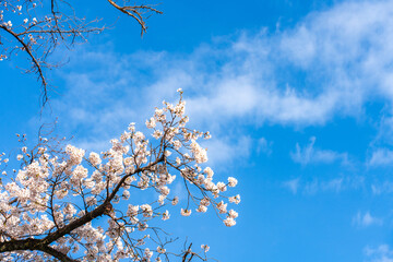 満開の桜と青空の春風景