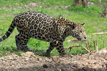 Leopard (Panthera pardus) Raubkatze in Landschaft