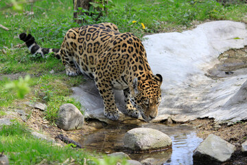 Leopard (Panthera pardus) Raubkatze am Wasser und trinkt