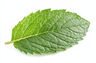 Fresh mint leaf