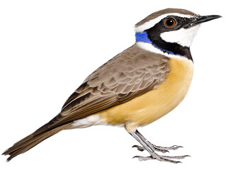 Fototapeta premium A Realistic Isolated Bird Illustration With Bright Feathers And Transparent Background