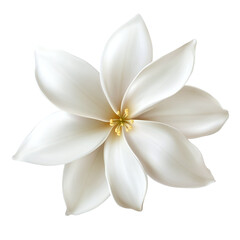 Fototapeta premium Fresh jasmine flower bloom with delicate petals, realistic detail, isolated transparent background.