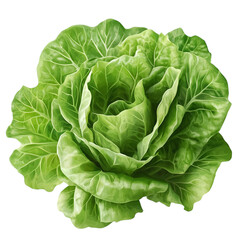 Fototapeta premium Fresh green romaine lettuce leaves, vivid realism, isolated transparent background.
