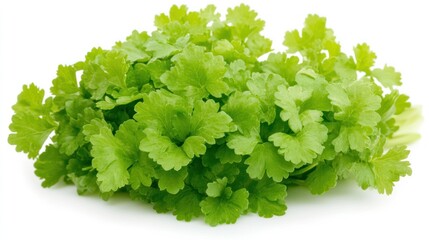 Obraz premium Fresh Parsley Bunch, Vibrant Green Herb Leaves, Culinary Ingredient, Healthy Food, Isolated on White Background