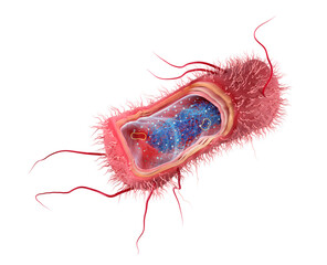 Escherichia coli structure, rod-shaped, Gram negative bacteria cross section, illustration